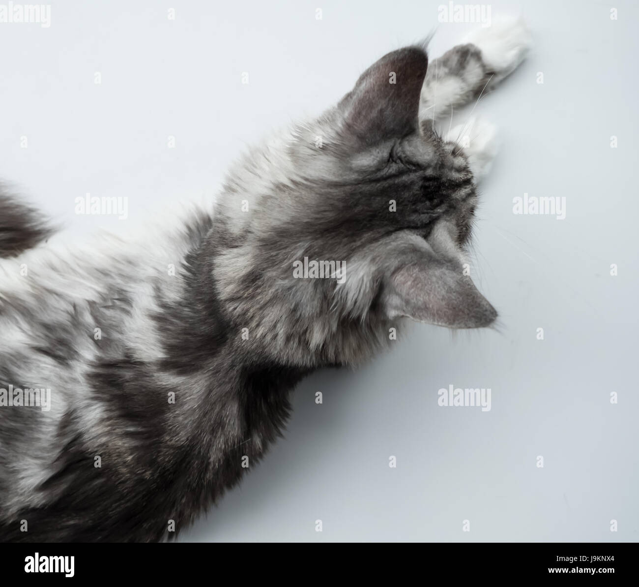 Portrait of grey cat cute Stock Photo - Alamy