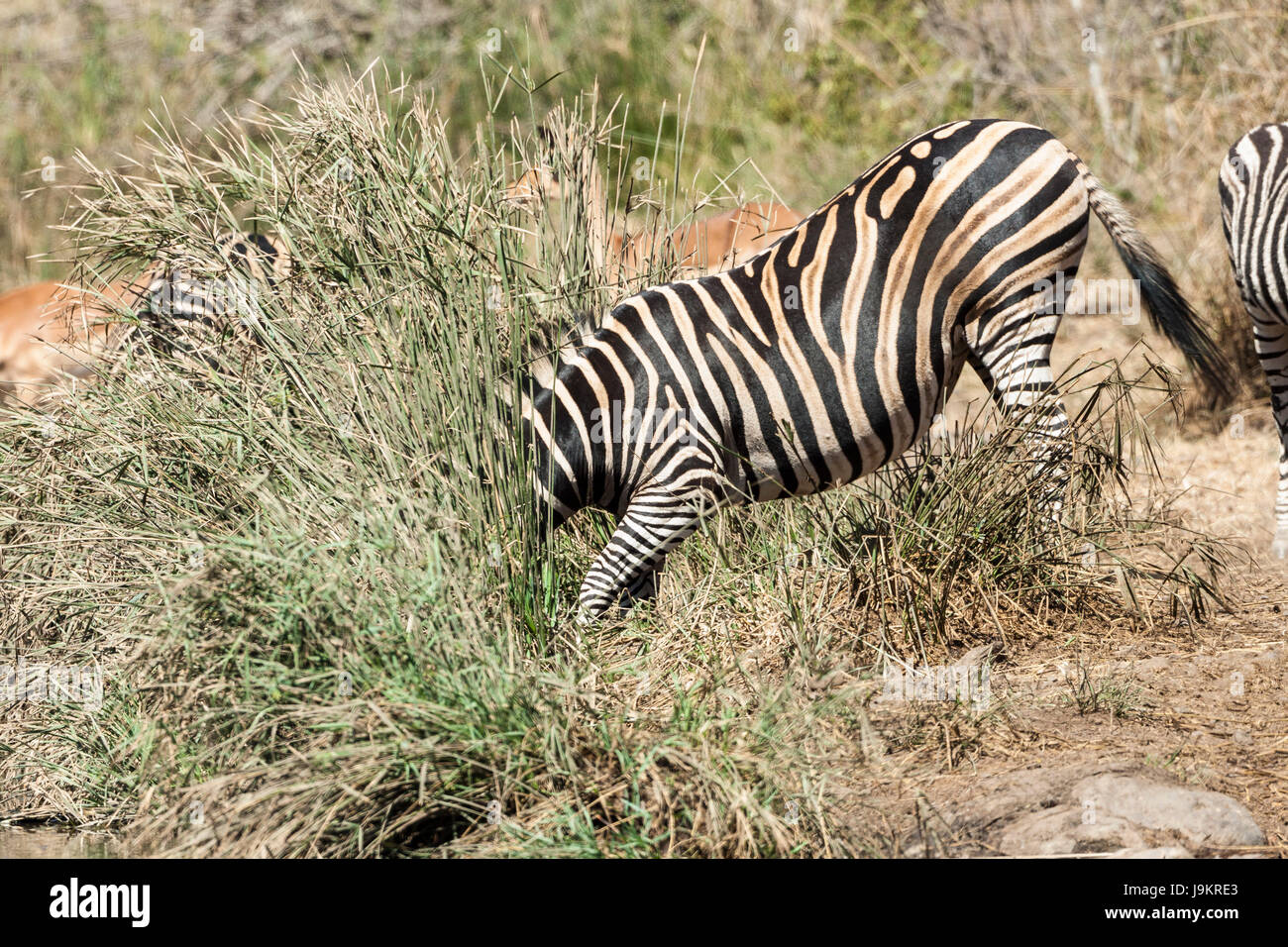 animal, horizontal, zebra, nature, animal, wild, africa, horse, horses ...