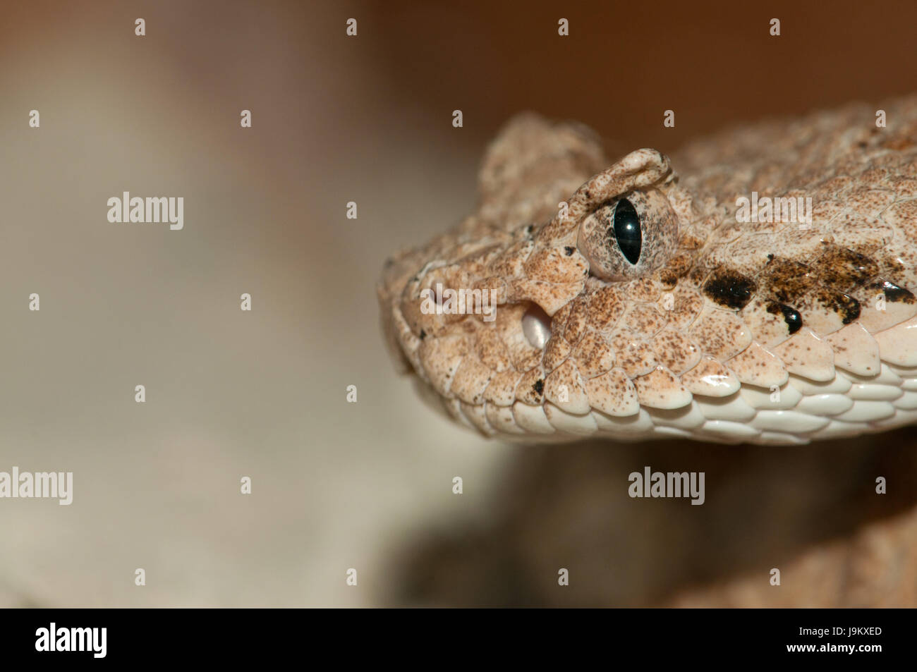 animal, reptile, wildlife, predator, snake, poison, zoology, toxic, poisonous Stock Photo Alamy