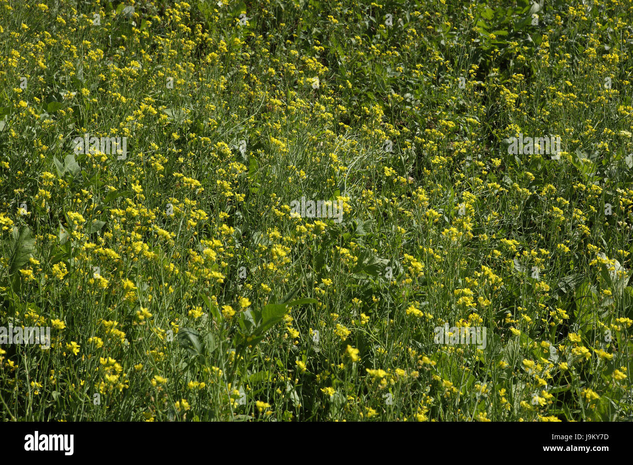 Mustard crop field india hires stock photography and images Alamy