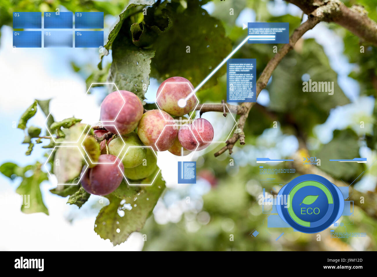 Close up tree branch farming hi-res stock photography and images - Alamy