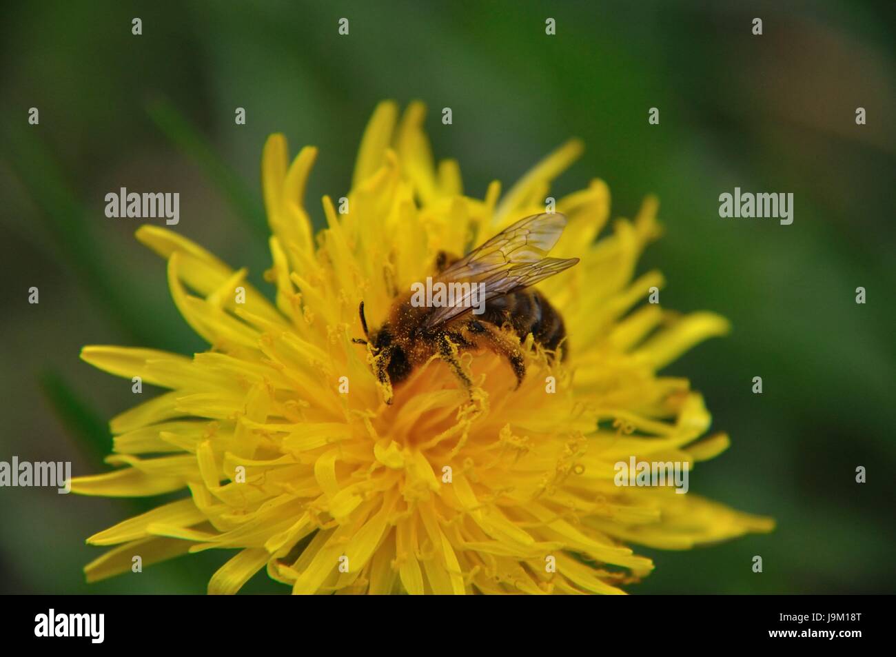 garden, insect, dandelion, gardens, medicinal plant, meadow, bee, buttercup, Stock Photo