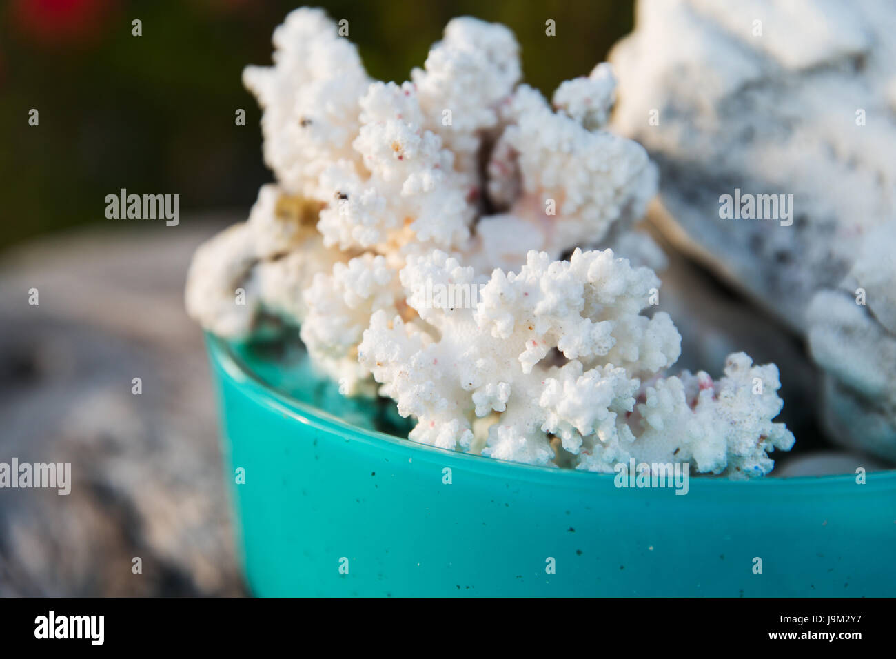 hard stony coral in bowl Stock Photo