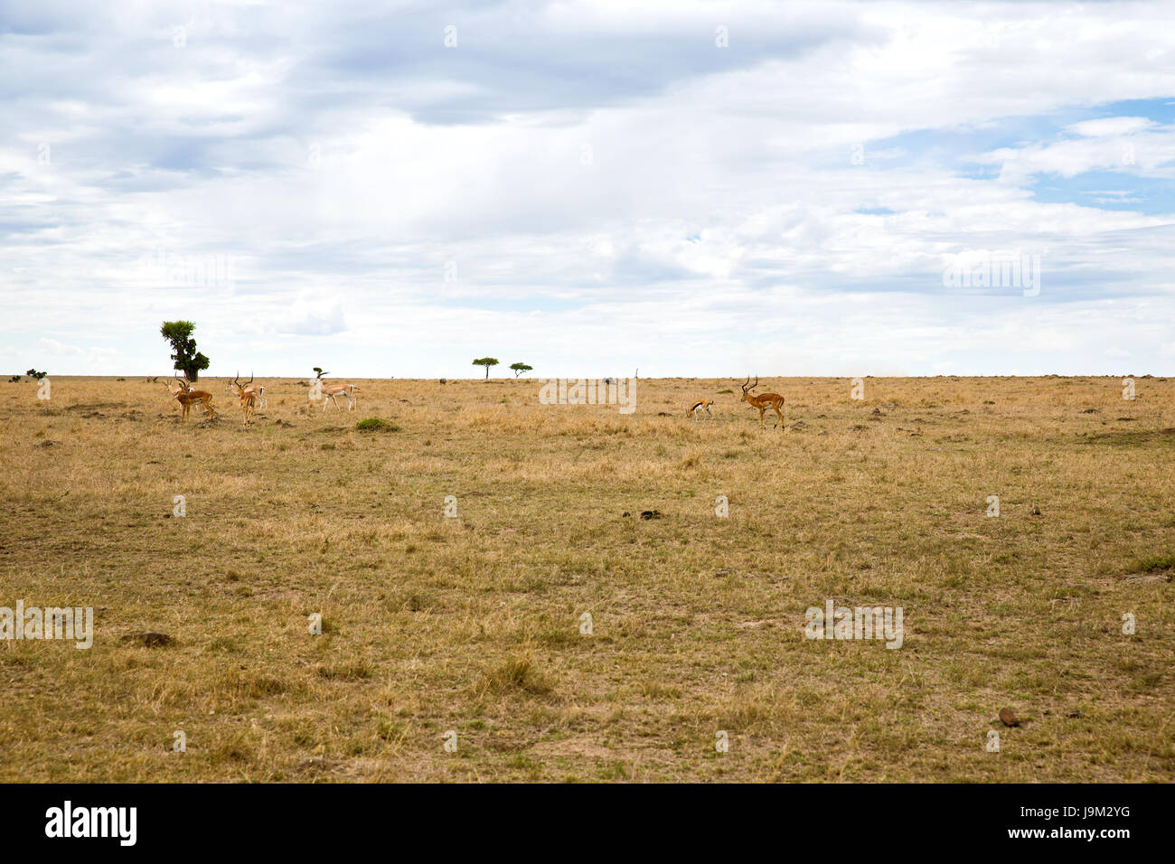 group of gazelles grazing in savannah at africa Stock Photo Biology Diagrams
