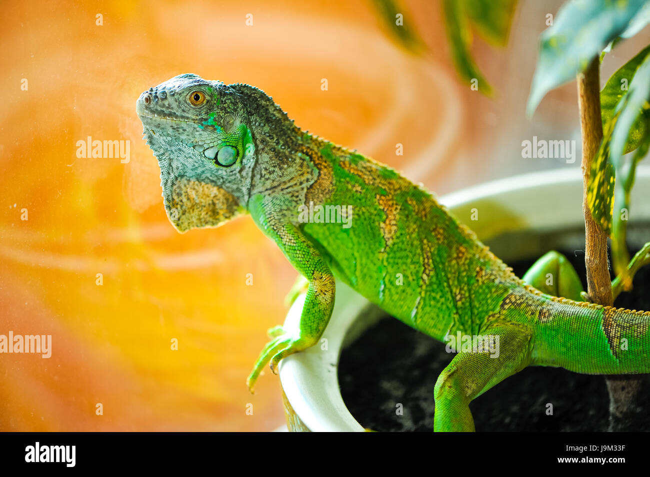 one green iguana lizard .reptile sit on indoor plant Stock Photo - Alamy