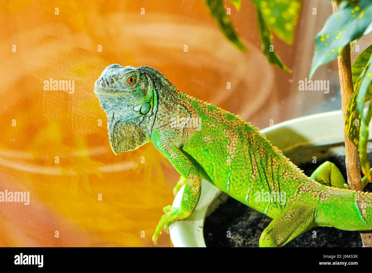 one green iguana lizard .reptile sit on indoor plant Stock Photo - Alamy