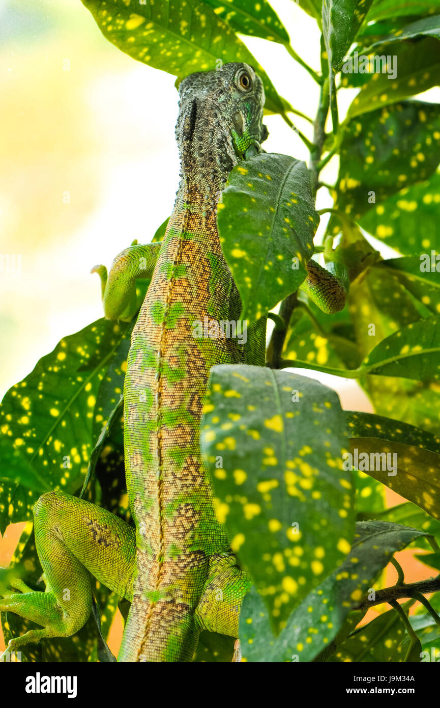 one green iguana lizard .reptile sit on indoor plant Stock Photo Alamy