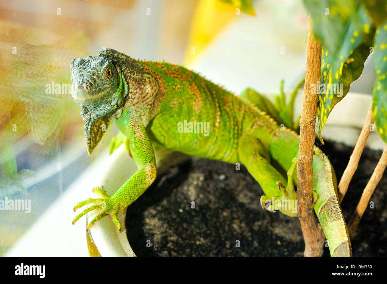 one green iguana lizard .reptile sit on indoor plant Stock Photo Alamy