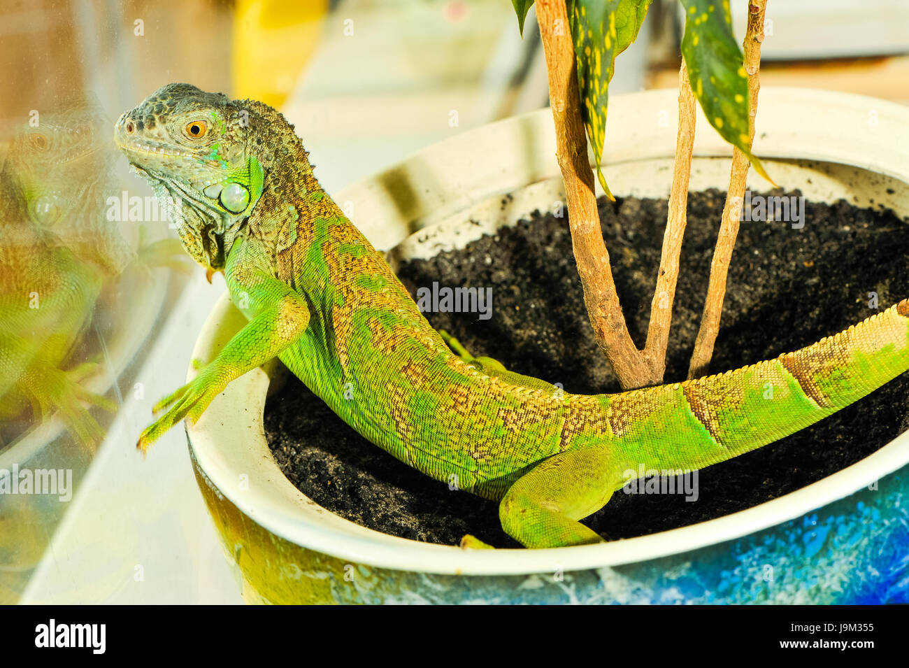 one green iguana lizard .reptile sit on indoor plant Stock Photo - Alamy