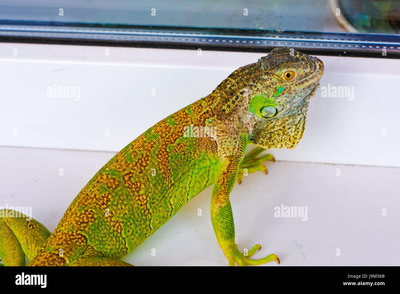 one green iguana lizard .reptile sit on window Stock Photo - Alamy