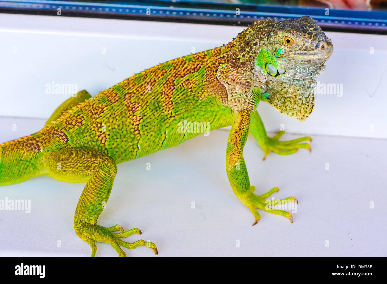 one green iguana lizard .reptile sit on window Stock Photo - Alamy
