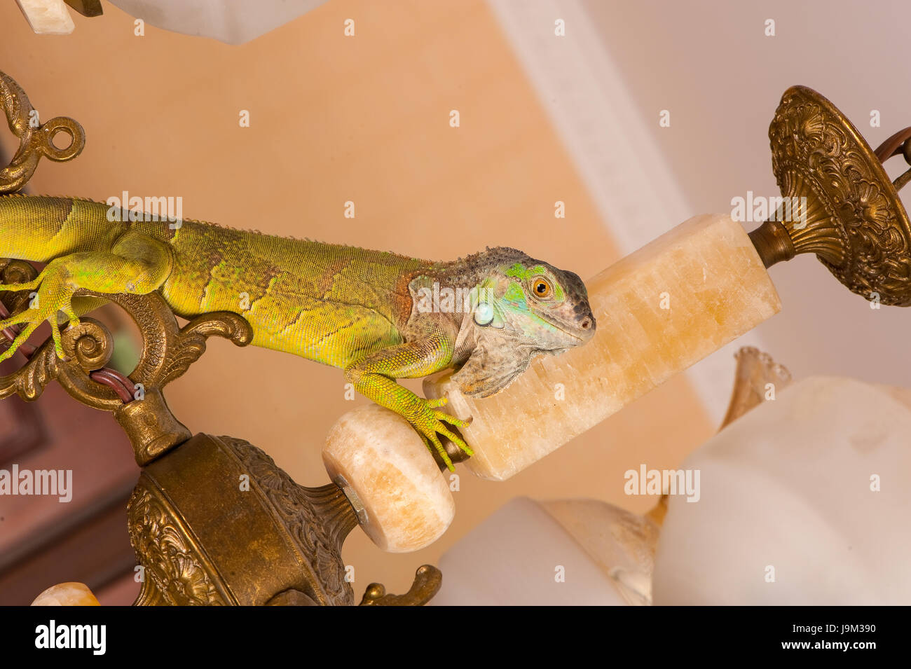 one green iguana lizard .reptile sit on chandelier Stock Photo - Alamy