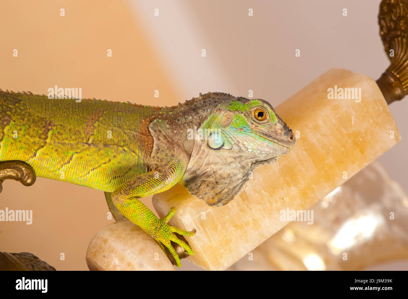 one green iguana lizard .reptile sit on chandelier Stock Photo - Alamy