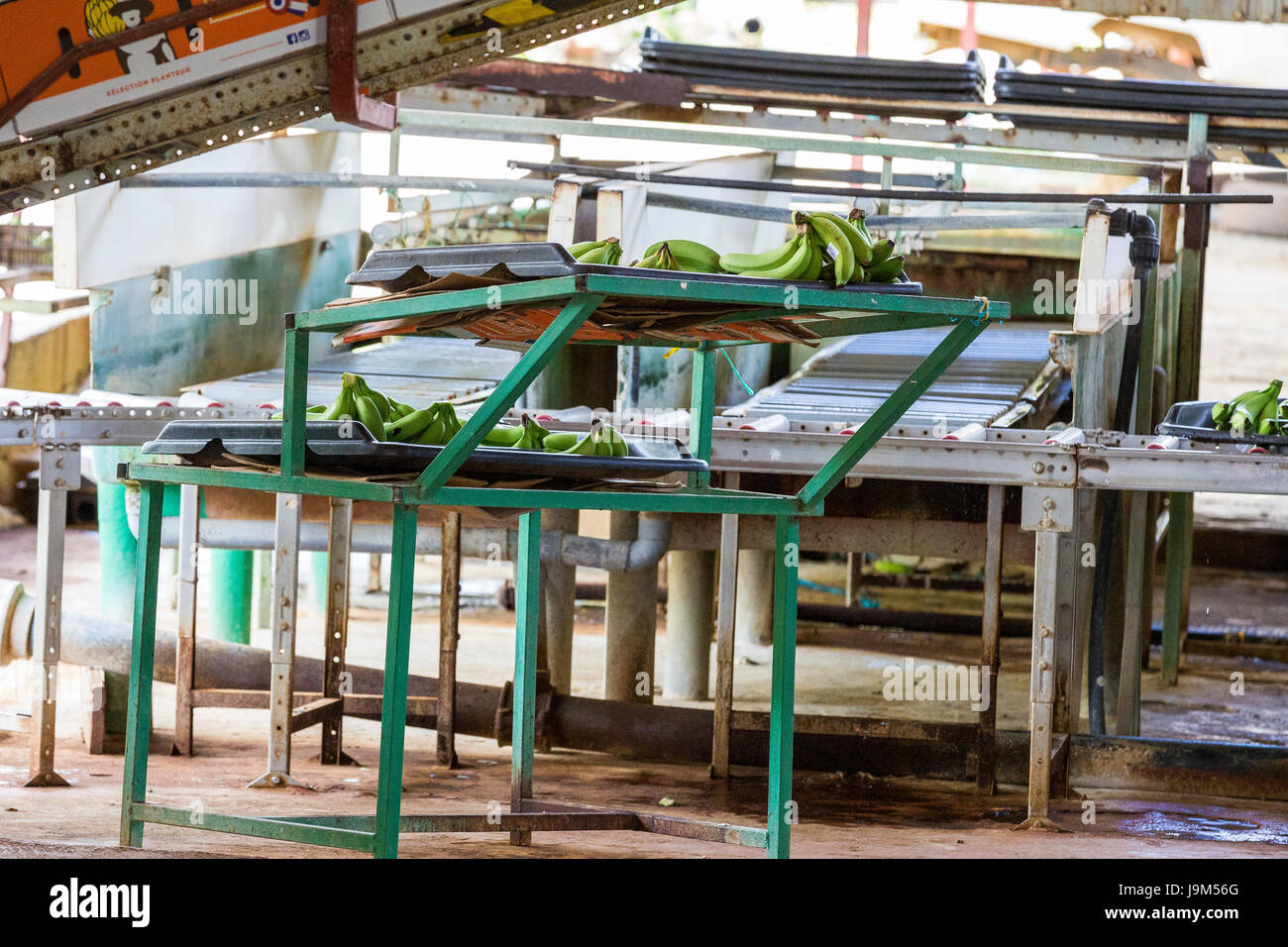 Chain of sorting bananas in a factory. Full process Stock Photo Alamy
