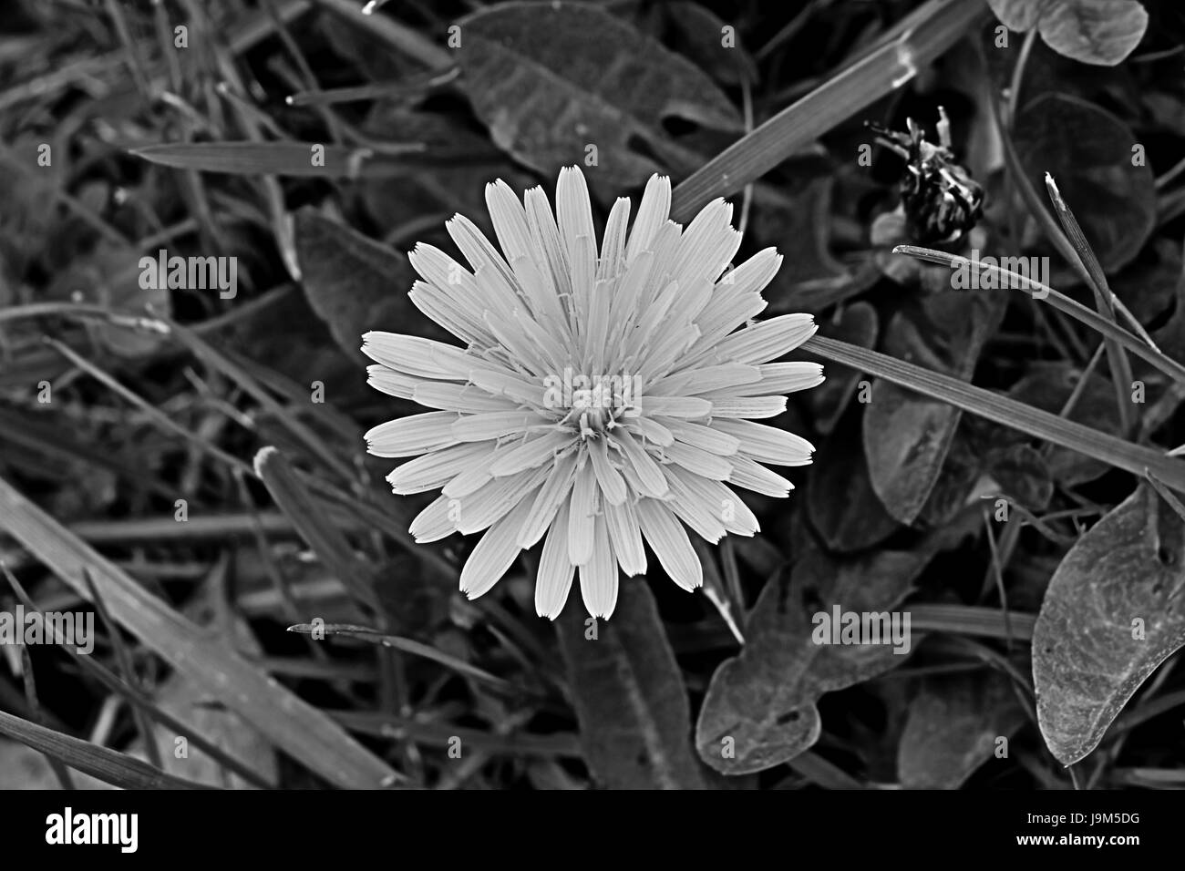 Summer flower image Black and White Stock Photos & Images - Alamy