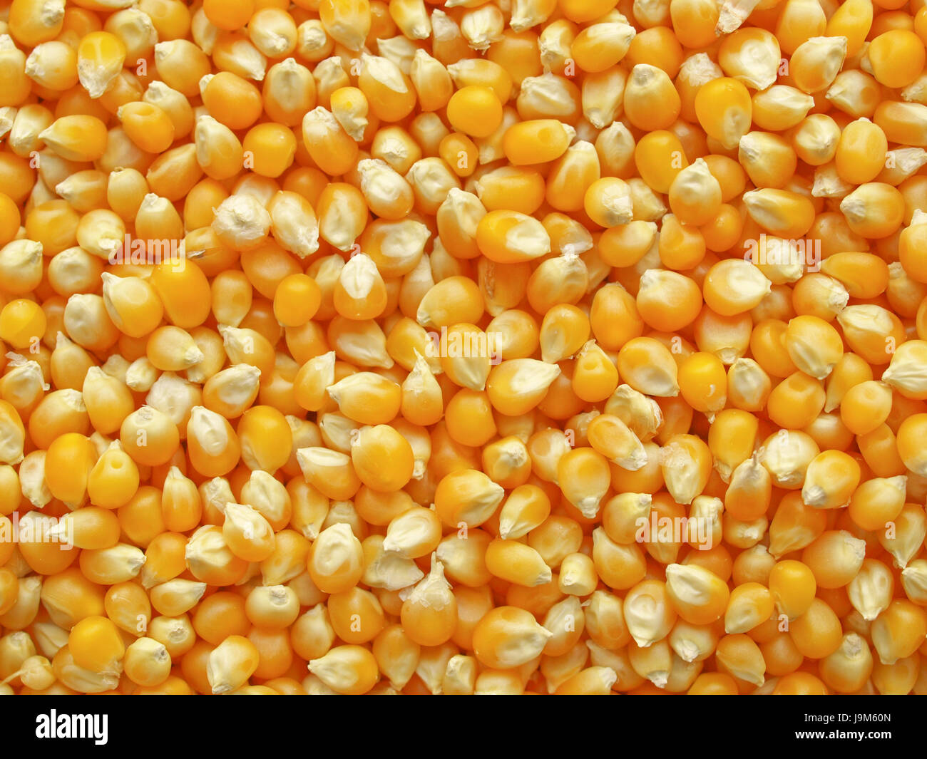 food, aliment, agriculture, farming, biological, corn, cereal, backdrop ...