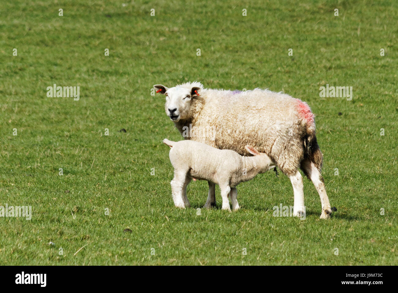 A lamb feeding from its mother Stock Photo Alamy