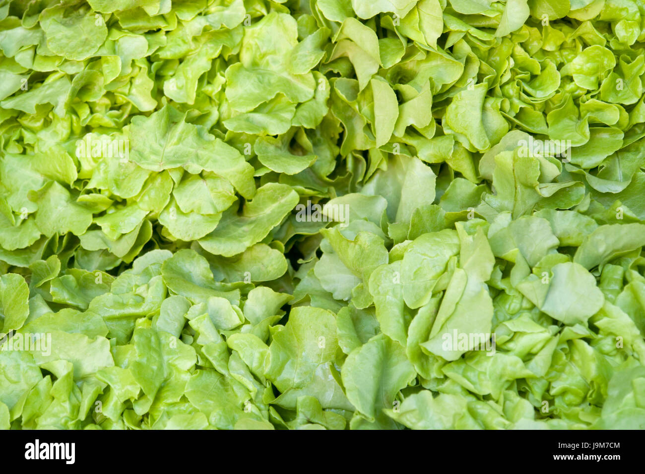 green lettuce background Stock Photo - Alamy