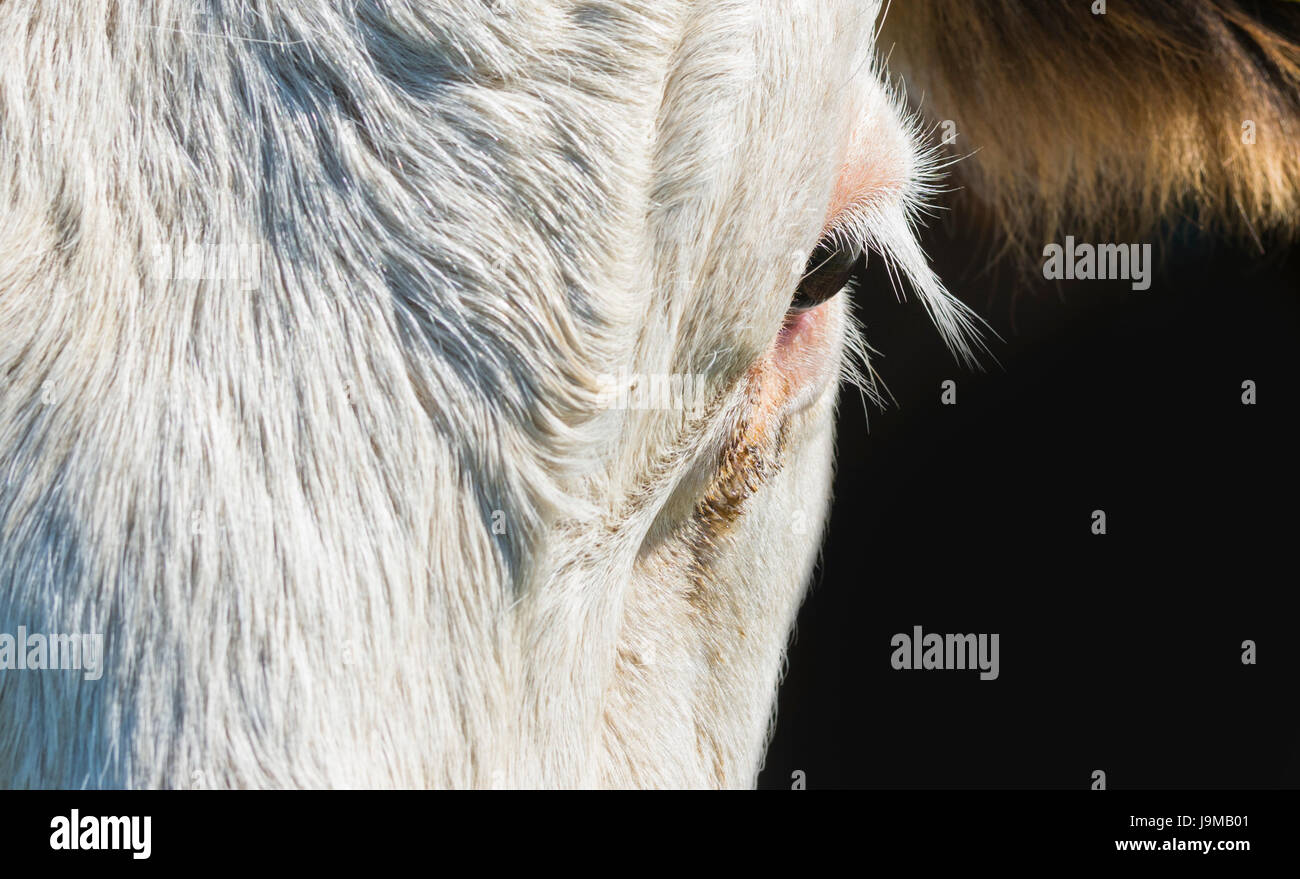 Eye and eyelashes closeup of the eye of a cow. Stock Photo