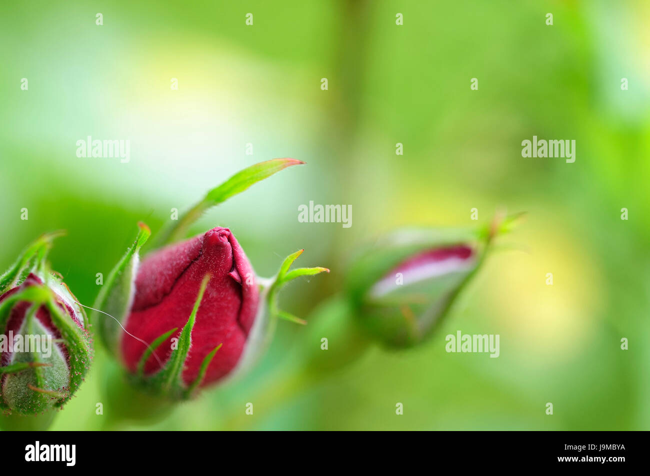 flower, rose, plant, roses, bud, buds, rambler rose, macro, closeup