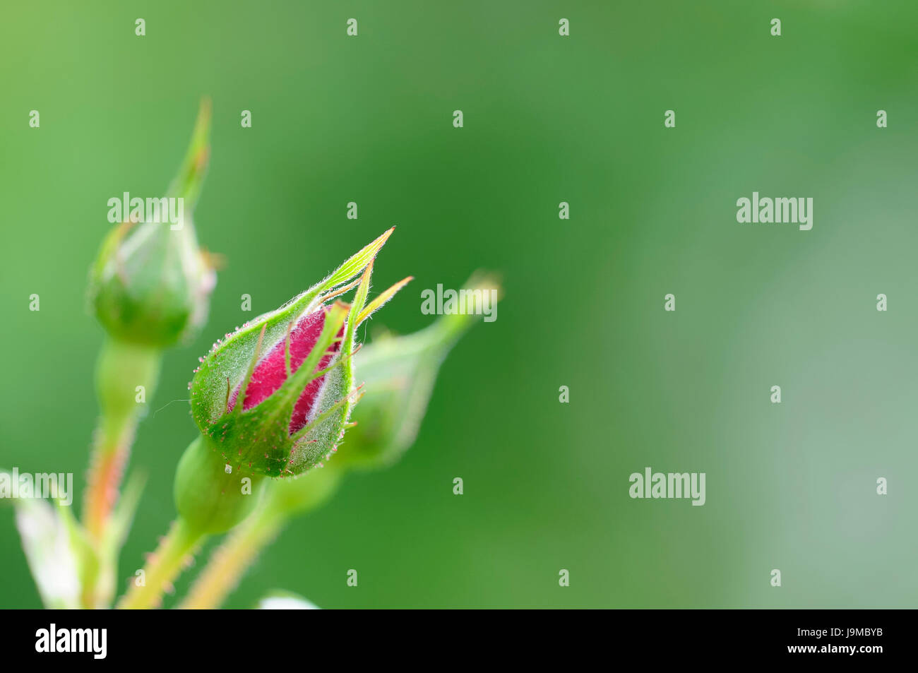 flower, rose, plant, roses, bud, buds, rambler rose, macro, closeup, macro Stock Photo Alamy