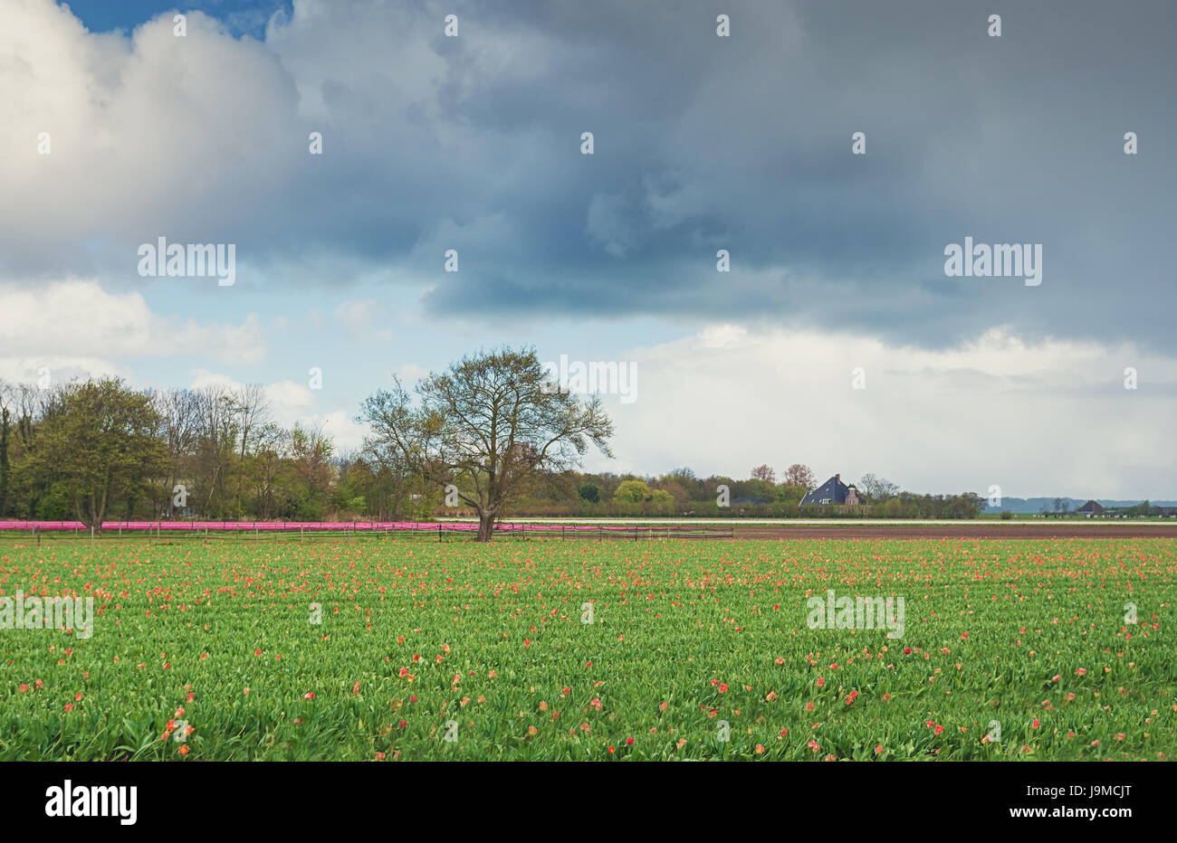 The beautiful and colorful Dutch tulips fields in spring Stock Photo ...