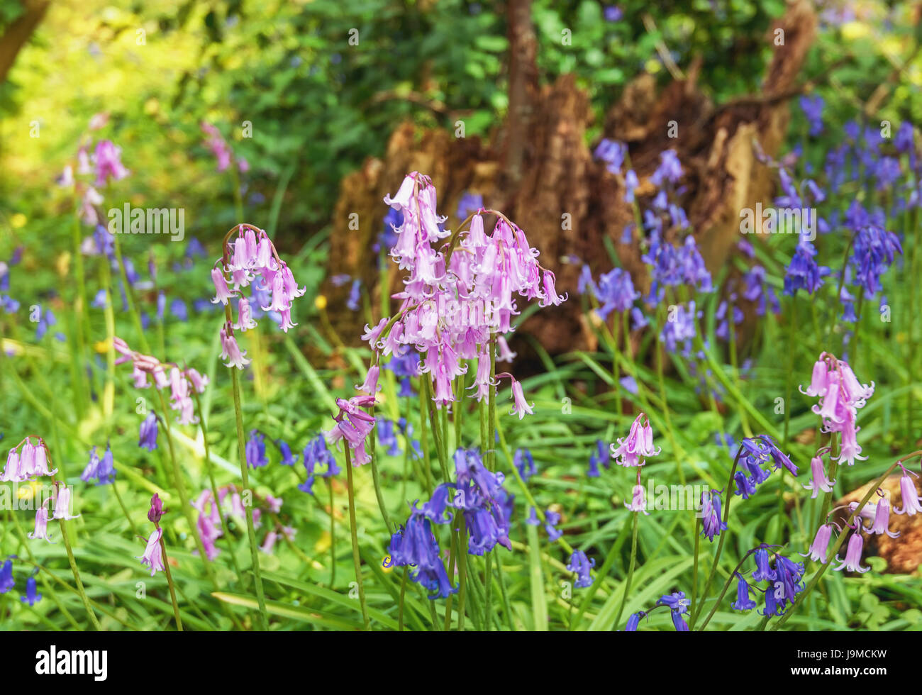 Hyacinth tree hires stock photography and images Alamy