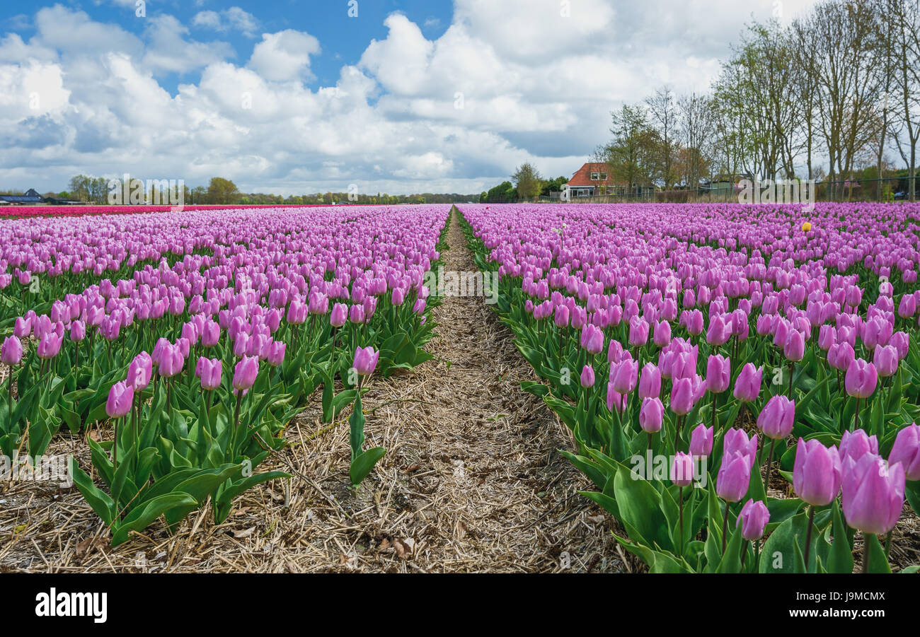 The beautiful and colorful Dutch tulips fields in spring Stock Photo ...