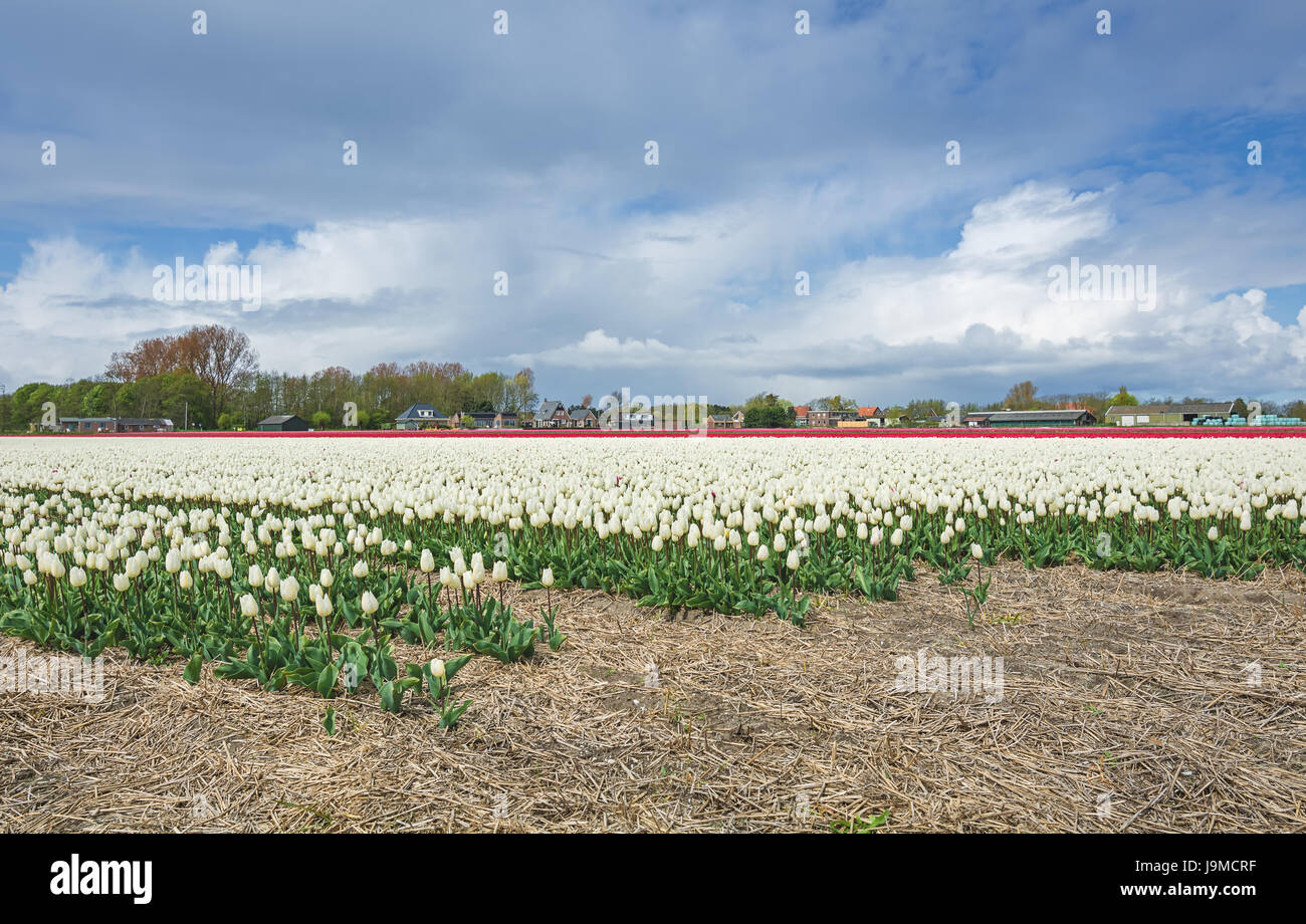 The beautiful and colorful Dutch tulips fields in spring Stock Photo ...