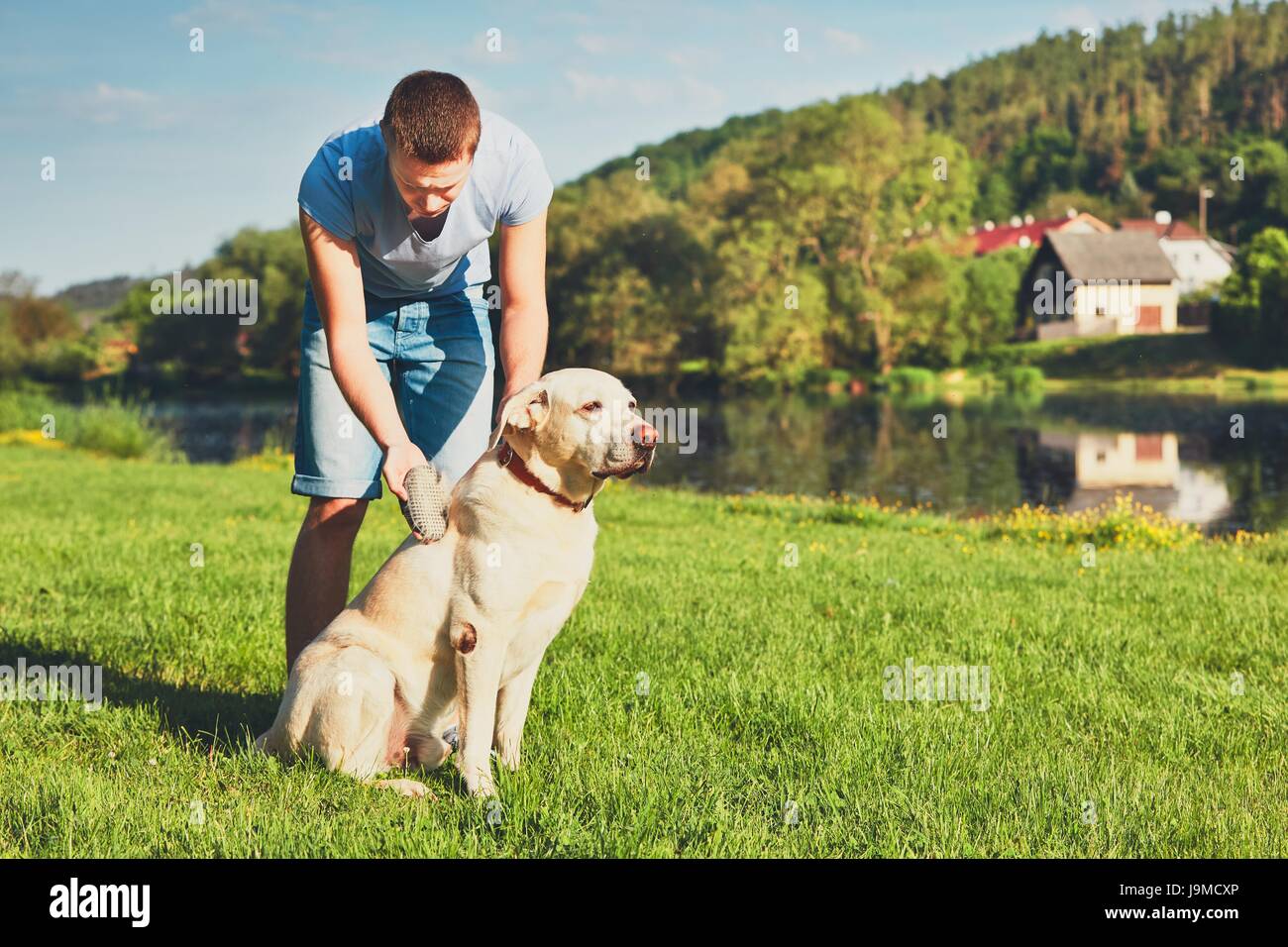 Regular caring for dog. Young man brushing his yellow labrador retriever. Stock Photo