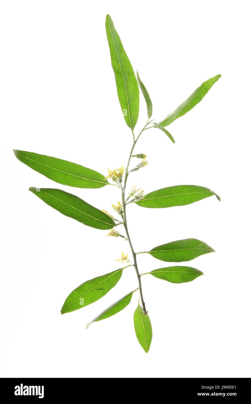 elaeagnus angustifolia Stock Photo