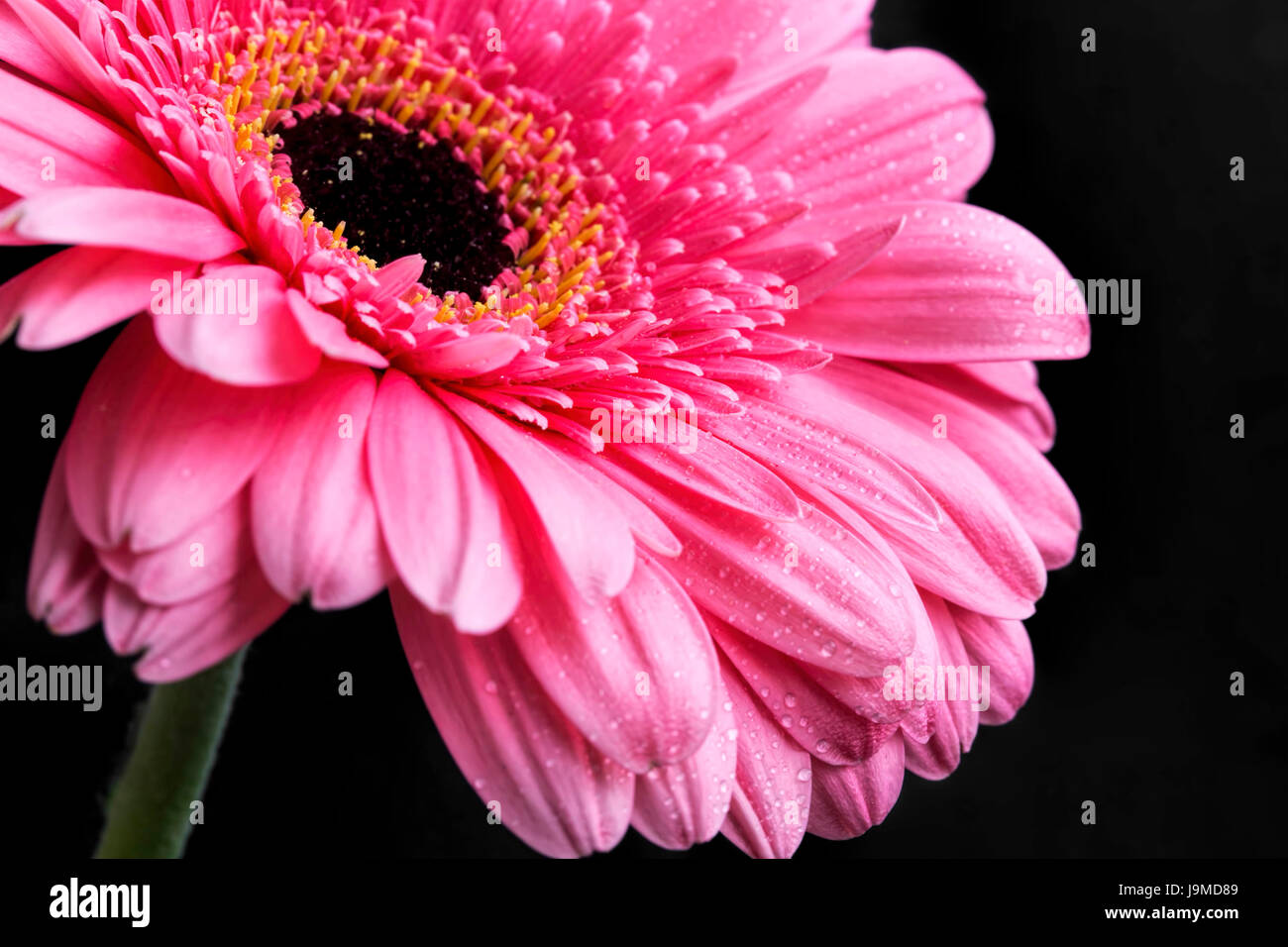 Gervera Rosa Pink gerbera closeup with water drops on petals, macro flower photo ...