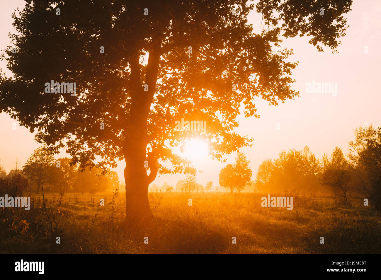 Sunset Or Sunrise In Misty Forest Landscape. Sun Sunshine With Natural Sunlight Through Oak Wood Tree In Morning Forest. Beautiful Scenic View. Autumn Stock Photo