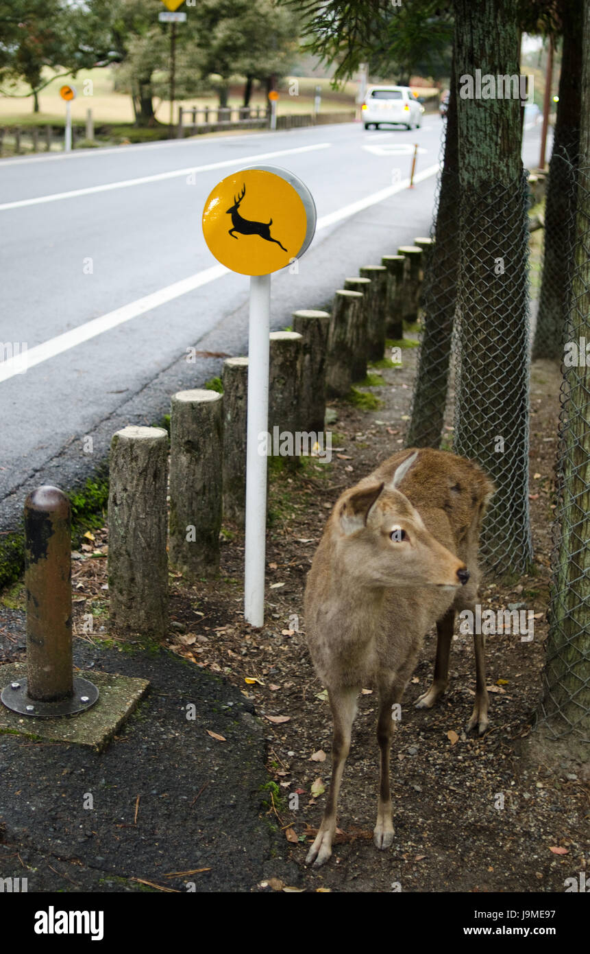 danger, wild, japan, deer, street, road, city, town, female, closeup, park, Stock Photo