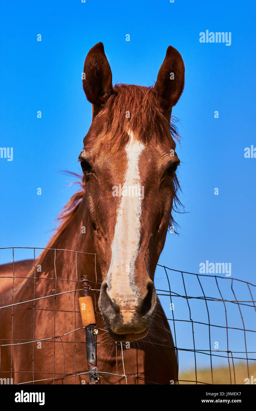 Horse portrait in countryside fence. Blue sky background Stock Photo