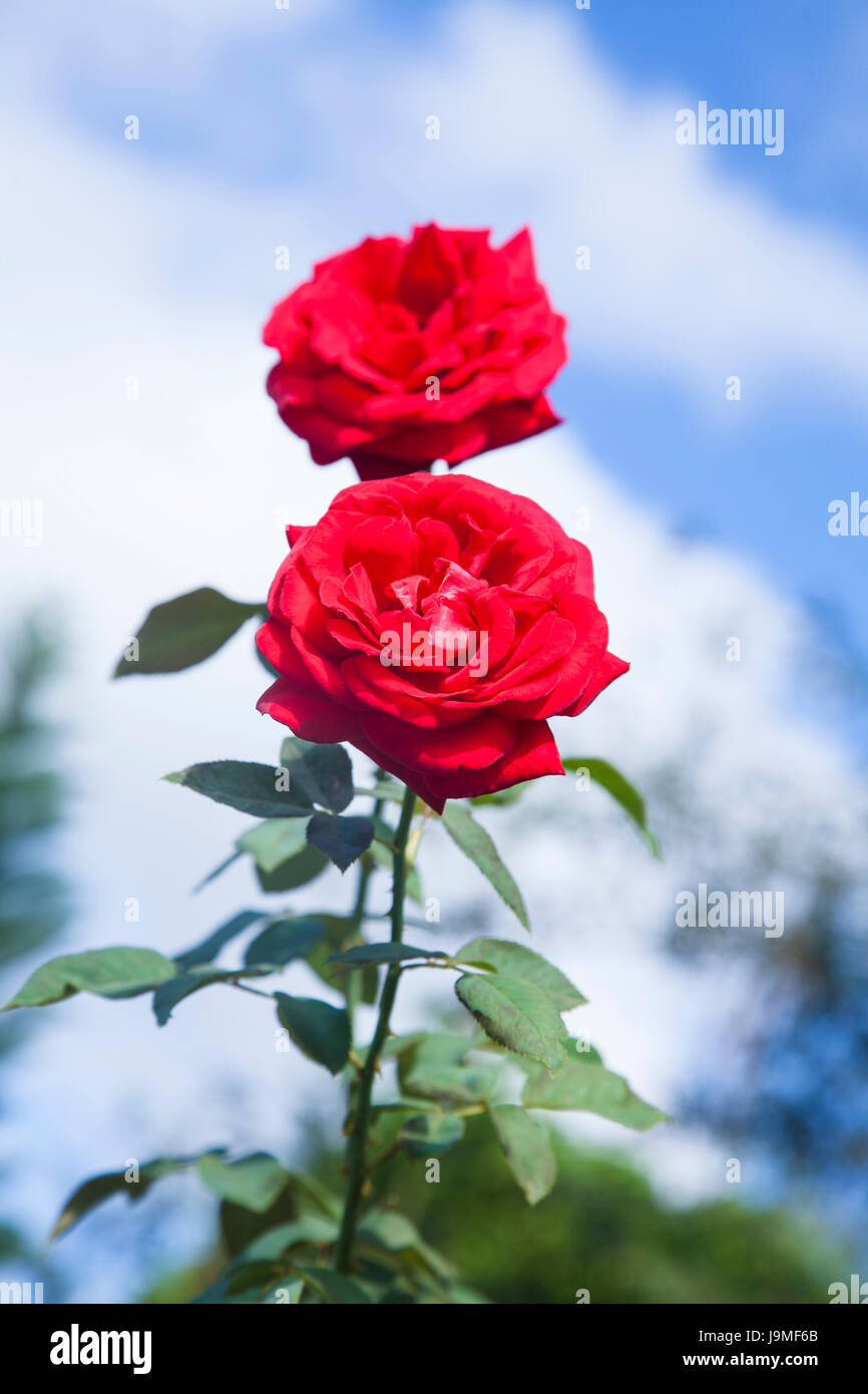 Red roses on blue sky background. Red climbing rose isolated on blue