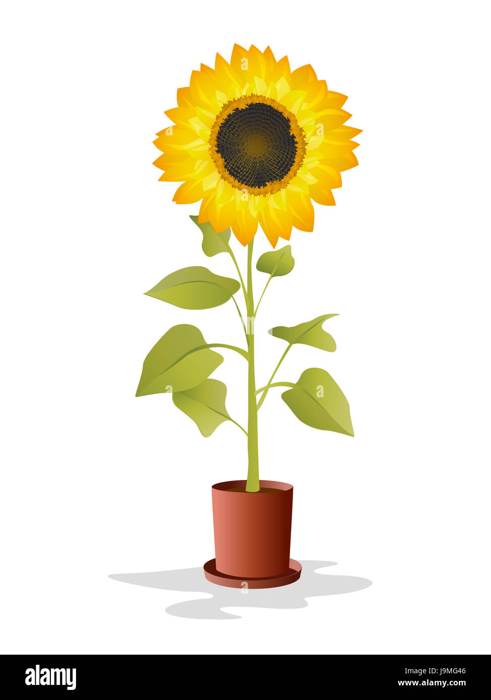 object, flower, sunflower, plant, decor, decoration, one, white, yellow, leaf, Stock Photo