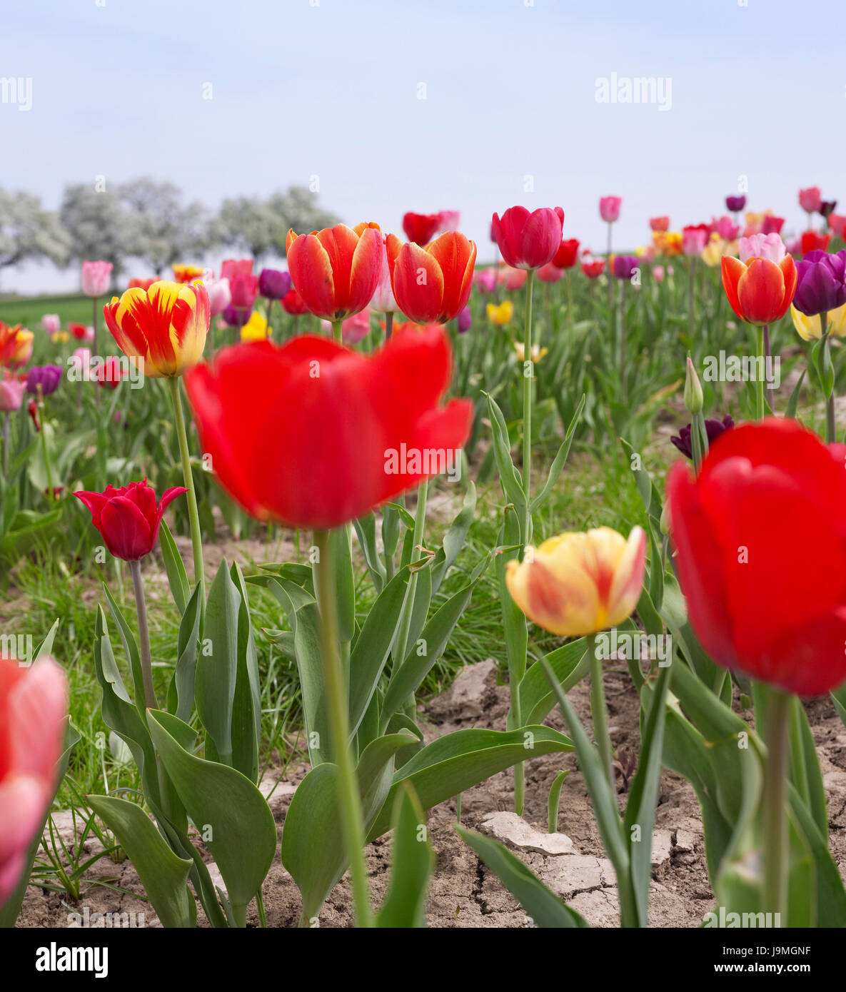 colorful field of tulips Stock Photo