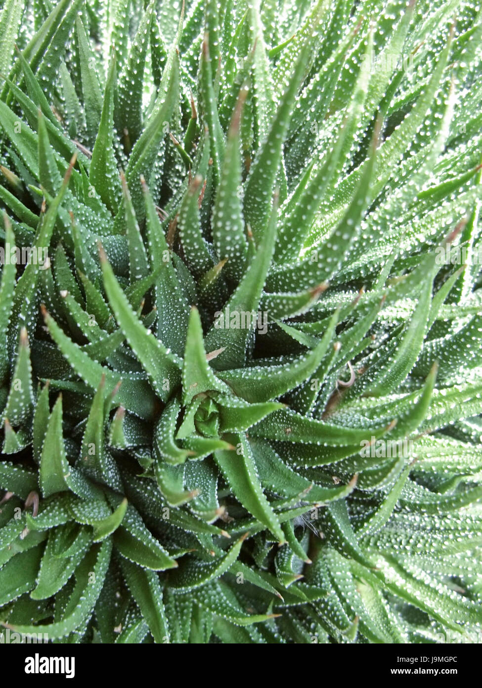 cactus, prickly, sting, nobody, format-filling, macro, close-up, macro Stock Photo