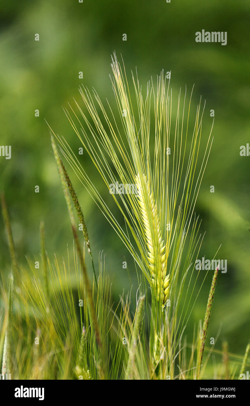 food, aliment, barley, grain, cereal, food, aliment, ear, barley, awn, grain, Stock Photo