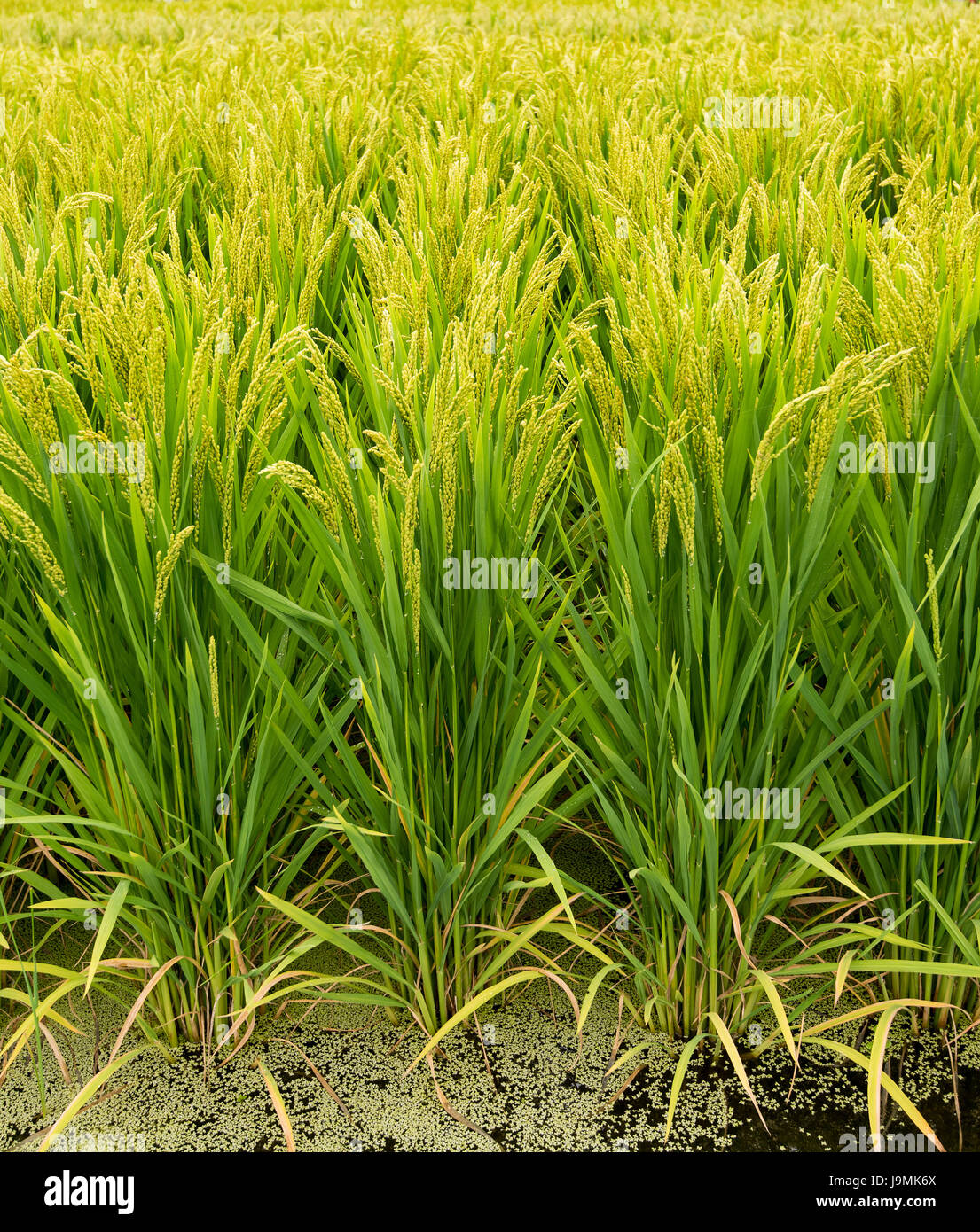 Asian rice (Oryza sativa) plants growing at an agricultural show in Changchun, China. Stock Photo