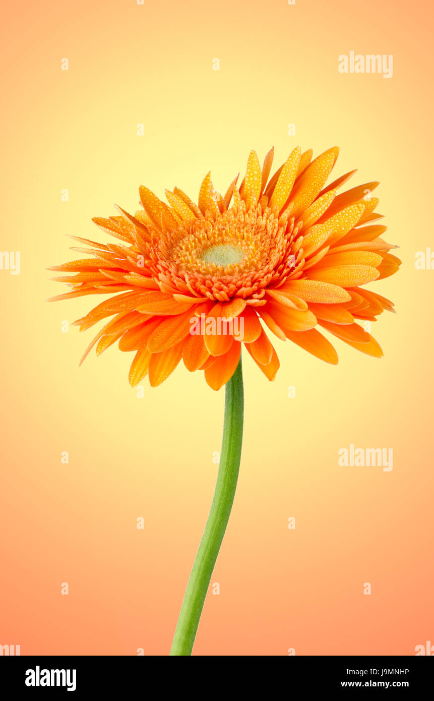 Red Gerbera On A Bent Stem Stock Photo - Download Image Now - Flower, Plant  Stem, Single Flower - iStock