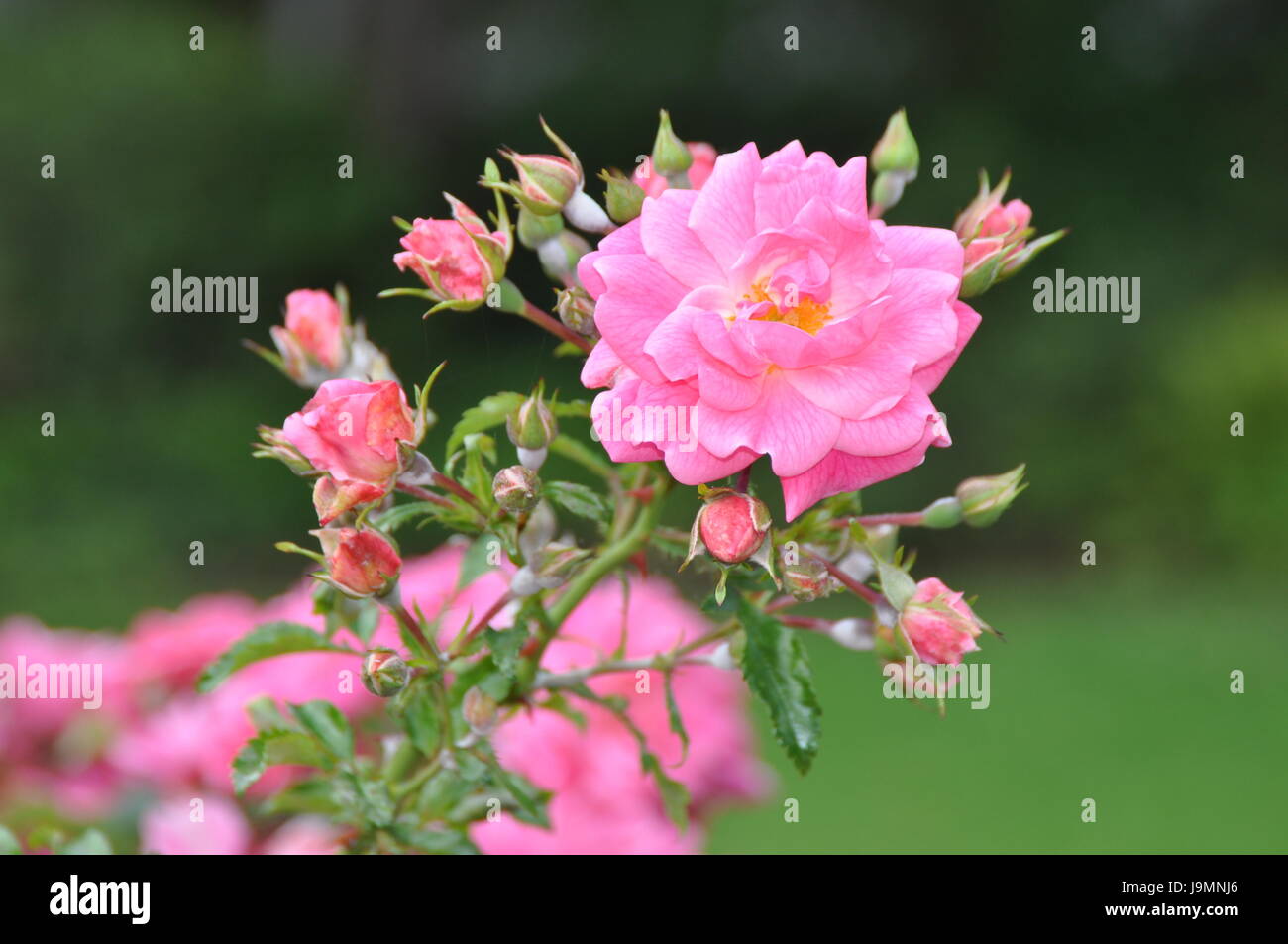 Friendship roses hi-res stock photography and images - Alamy
