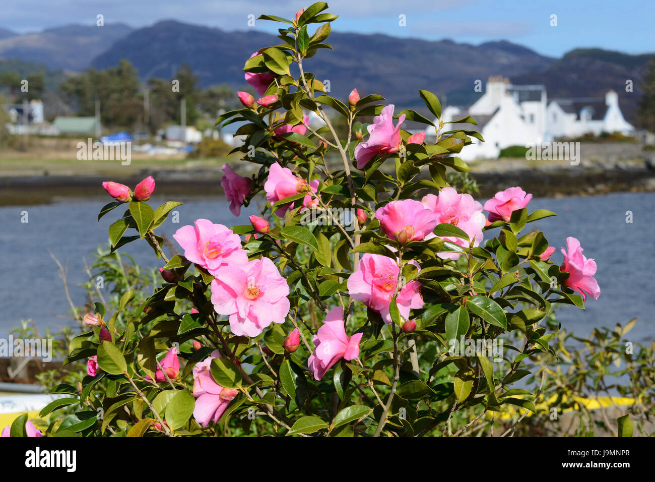 Camellia bush in Picturesque village of Plockton on Loch Carron, Highland Region, Scotland Stock Photo