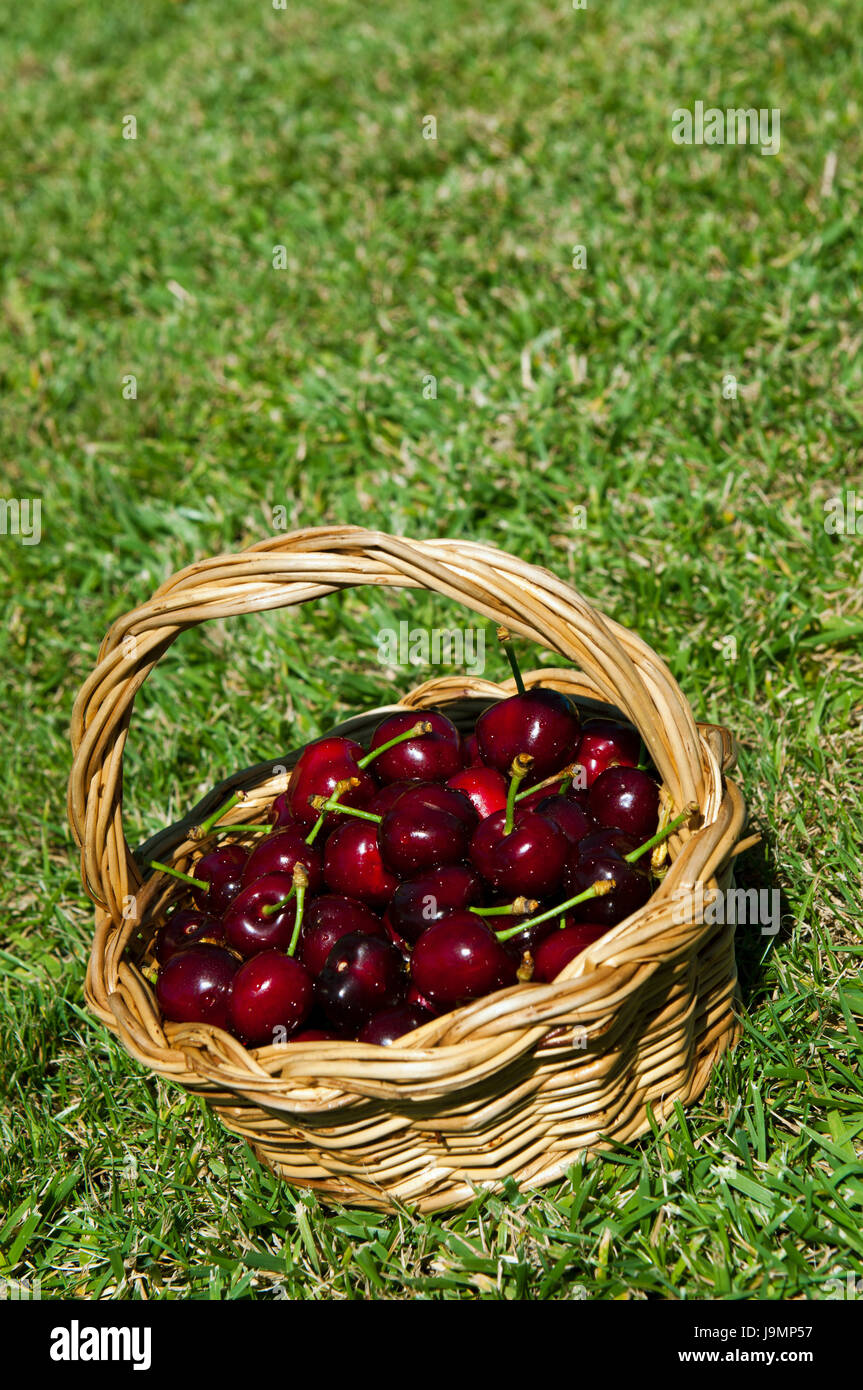 green, basket, fruit, cherry, cherries, wicker, backdrop, background