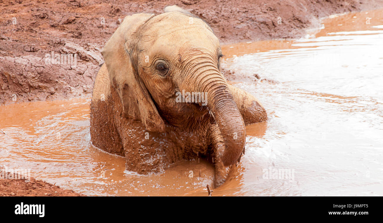 Baby elephant having a bath in muddy water Stock Photo