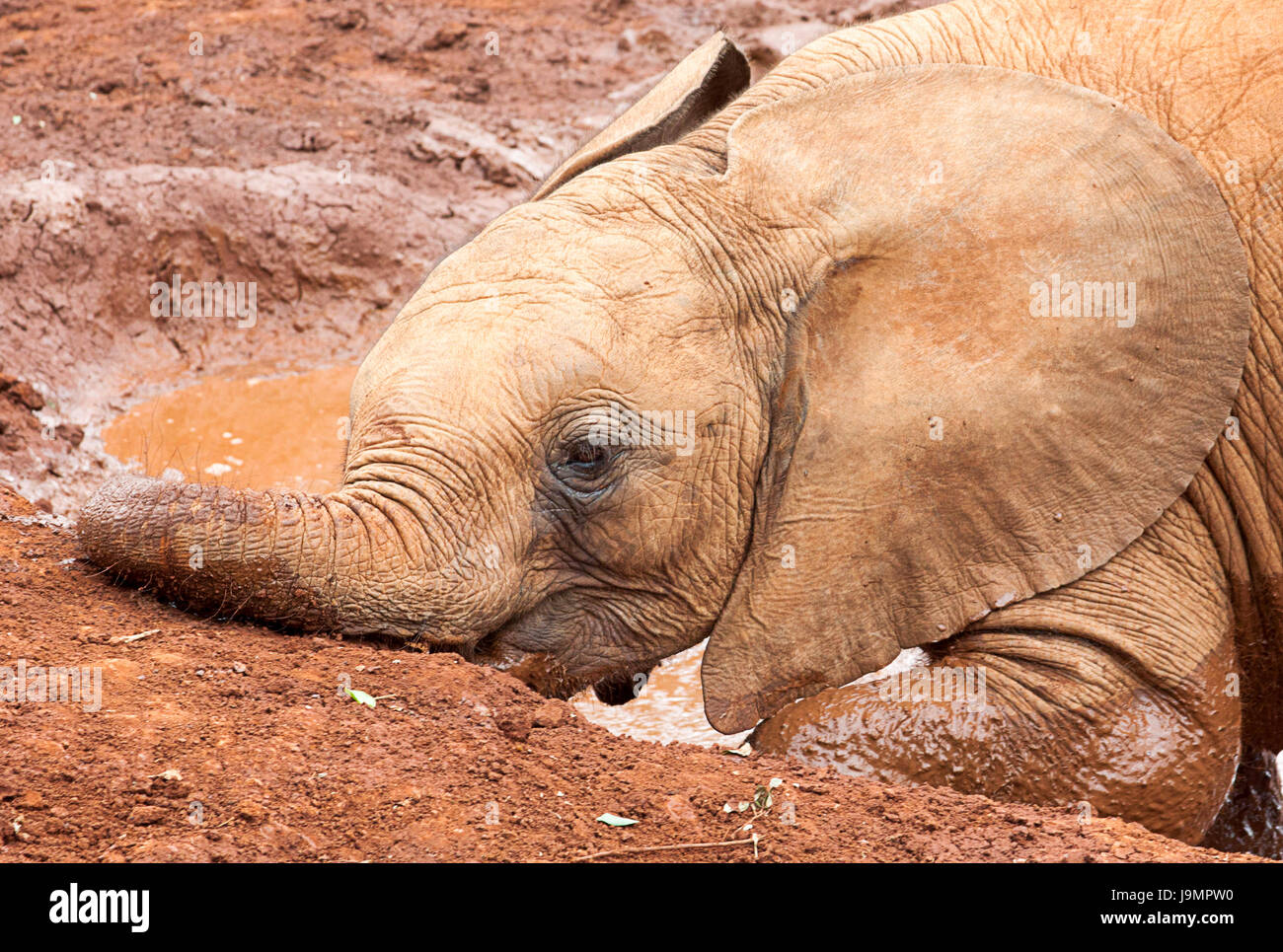 Baby elephant having a bath in muddy water Stock Photo