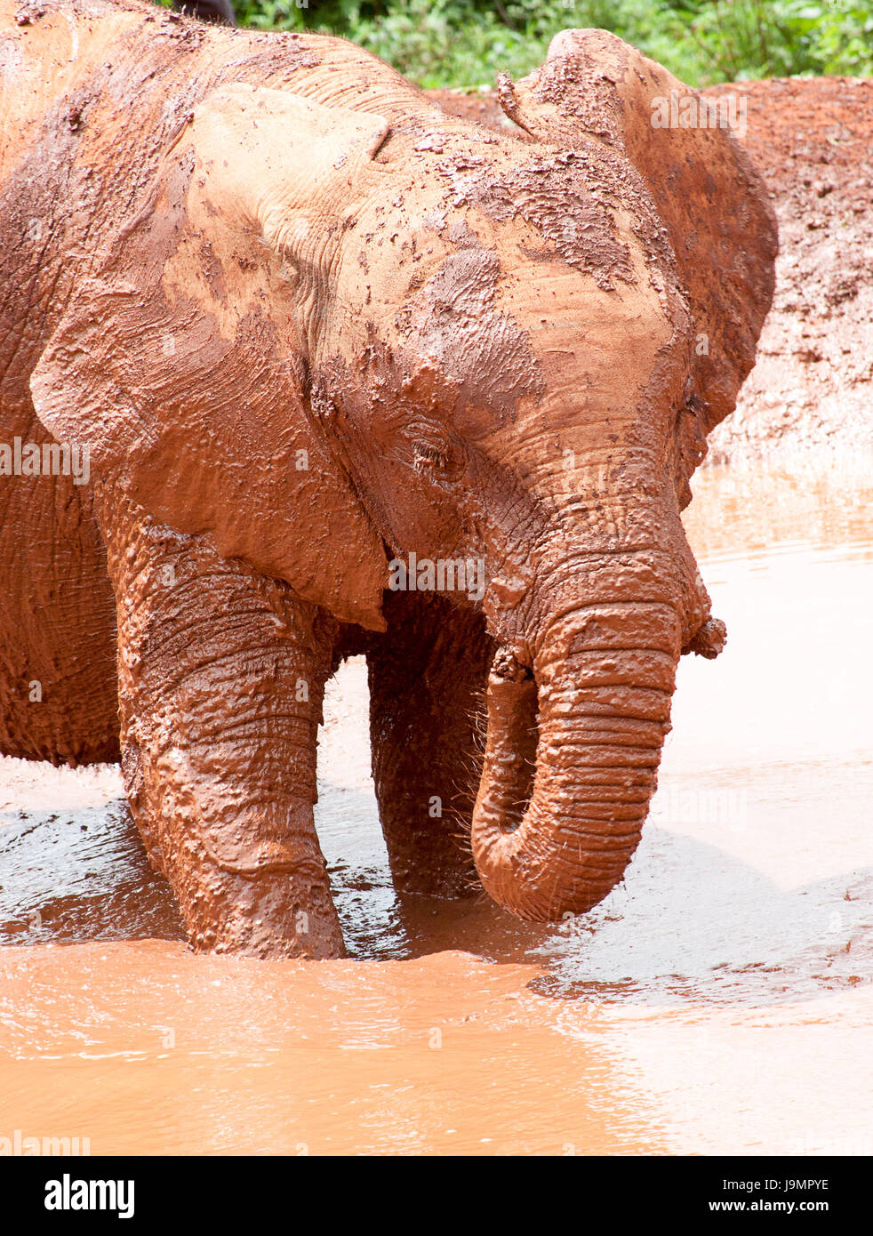 Baby elephant playing in muddy water Stock Photo
