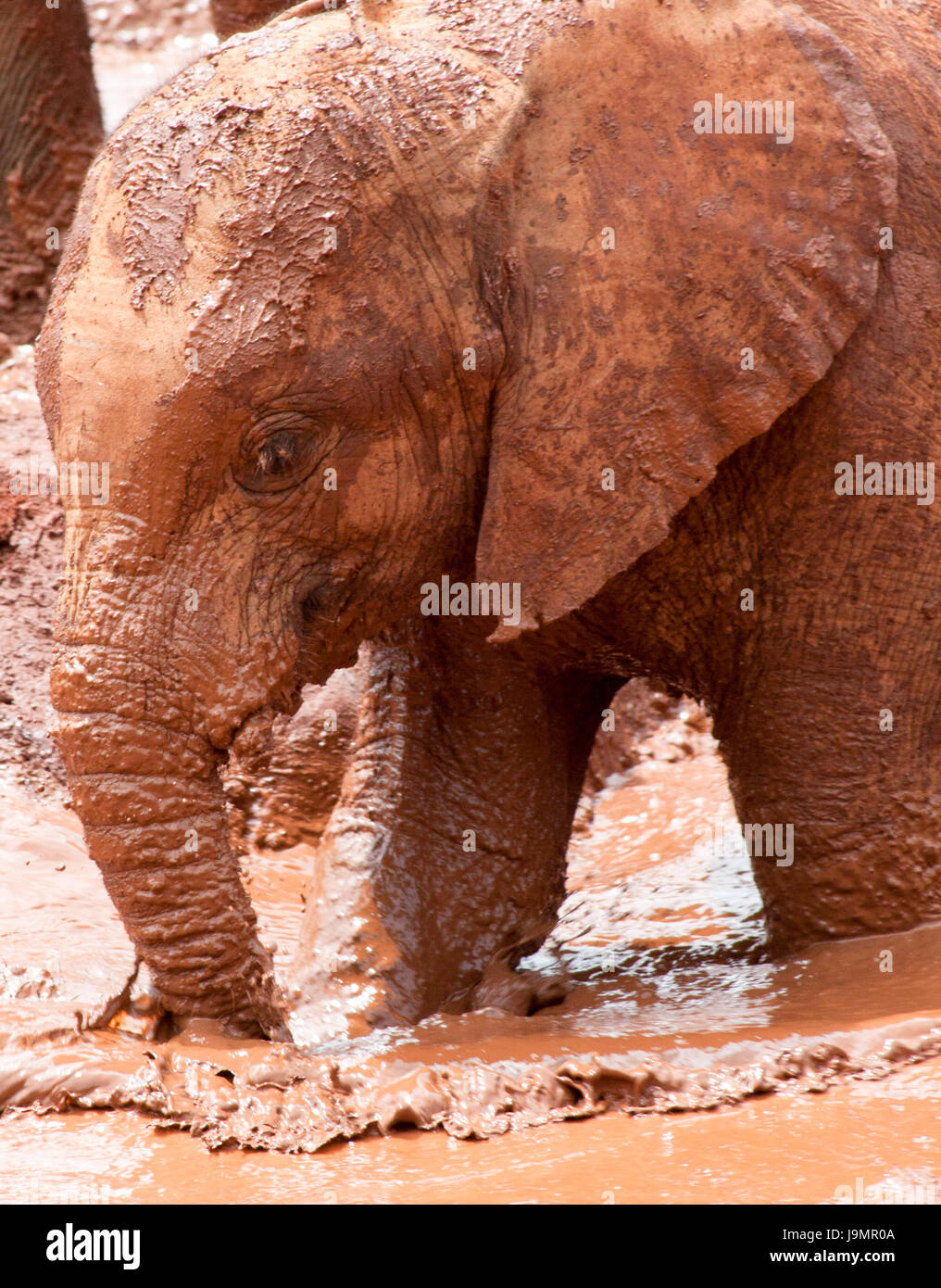 Baby elephant playing in the mud Stock Photo Alamy