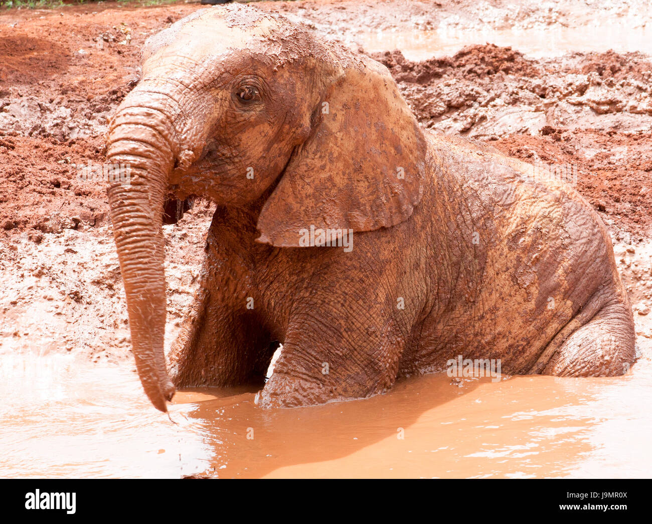 Young elephant sitting in muddy water Stock Photo